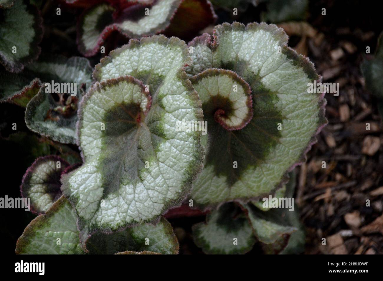 Spiralatura verde chiaro/scuro Begonia 'Escargot' (Rex Begonia) foglie cresciute nei confini di Newby Hall & Gardens, Ripon, North Yorkshire, Regno Unito. Foto Stock