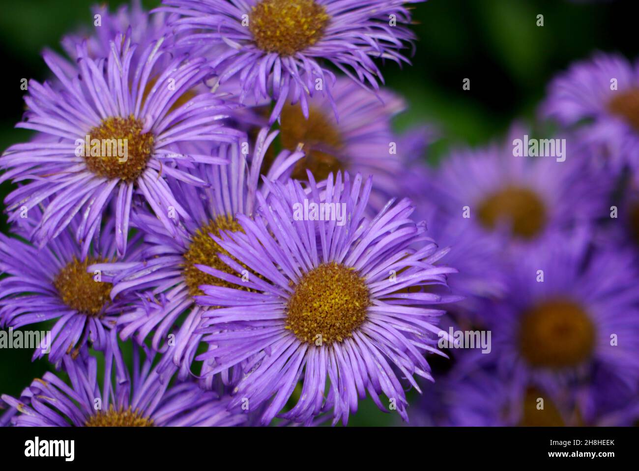 Mazzo di Lavanda/Blue Michaelmas Daisy (Aster amellus) Fiori coltivati nei confini a Newby Hall & Gardens, Ripon, North Yorkshire, Inghilterra, Regno Unito. Foto Stock