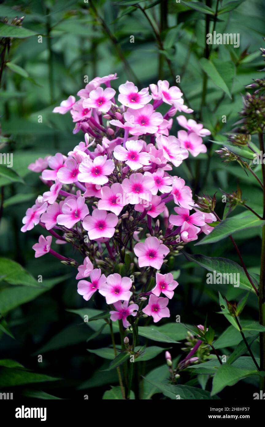 Mazzo di Phlox Paniculata rosa chiaro/scuro (flox autunnale) Fiori cresciuti nei confini di Newby Hall & Gardens, Ripon, North Yorkshire, Inghilterra, Regno Unito. Foto Stock