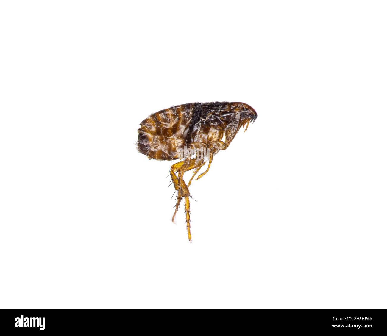cat Flea - Ctenocephalides felis - singola pulce morta isolata su sfondo bianco Foto Stock