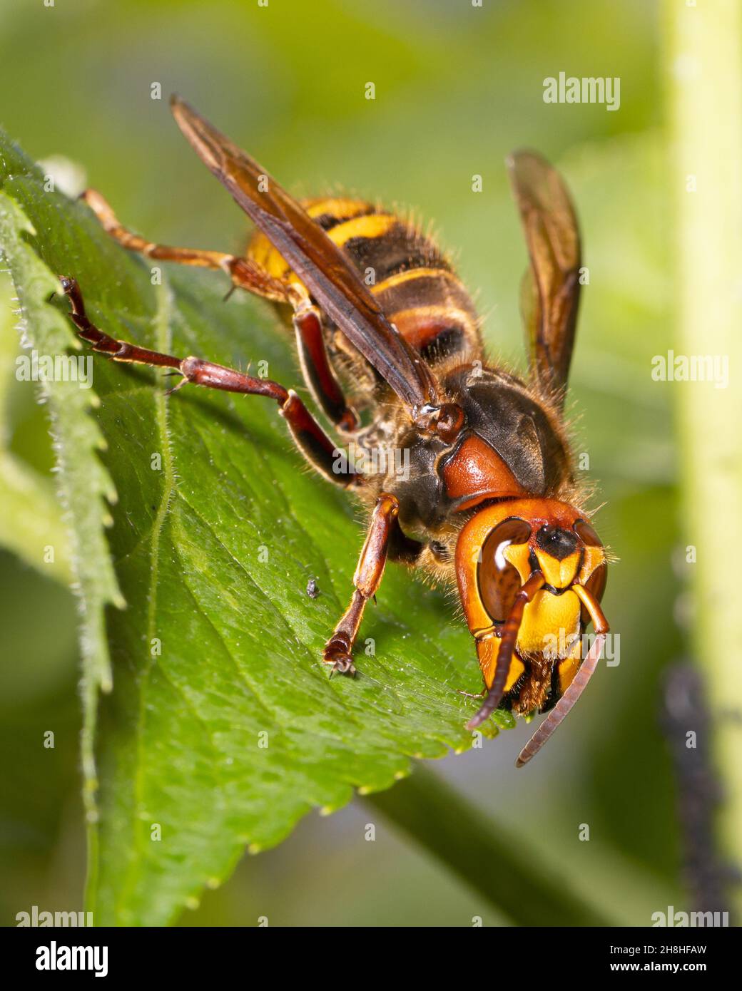 Vista frontale del singolo corno europeo ( Vespa crabro ) seduto su una foglia verde Foto Stock