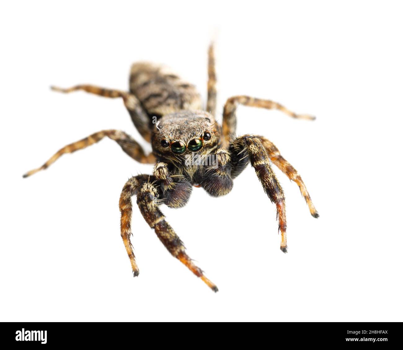 Jumping Spider ( MARPISSA muscosa ) vista frontale del ragno vivente isolato su sfondo bianco Foto Stock
