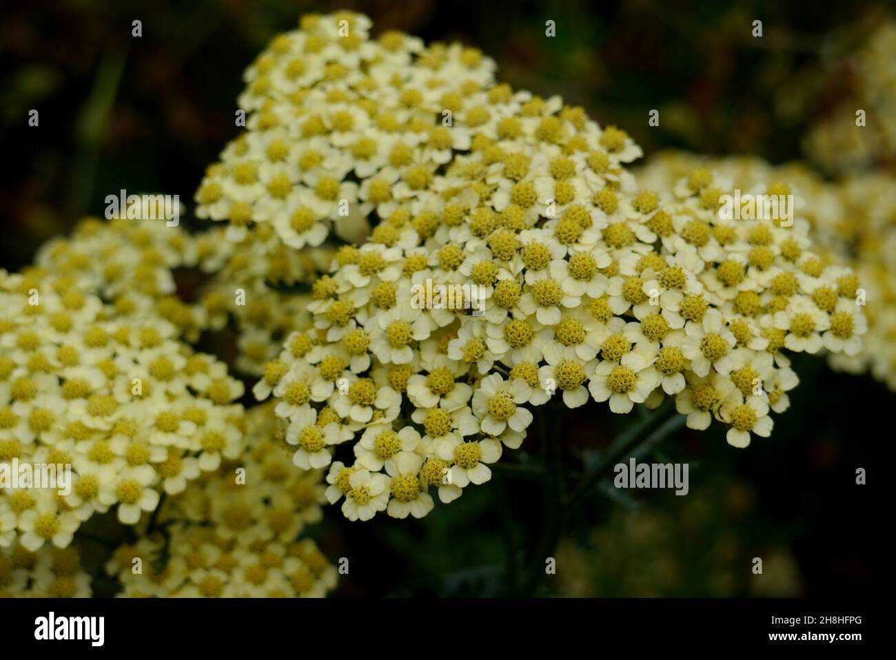 Giallo/Bianco Achillea 'Marcina' (millefolio 'Marcina') 'Yarrow' Fiori coltivati nei confini a Newby Hall & Gardens, Ripon, North Yorkshire, Inghilterra Foto Stock