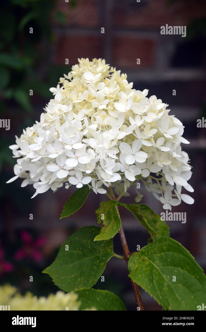 Singolo White/Cream Hydrangea Paniculata 'Limelight' Fiore cresciuto nei confini a Newby Hall & Gardens, Ripon, North Yorkshire, Inghilterra, Regno Unito. Foto Stock