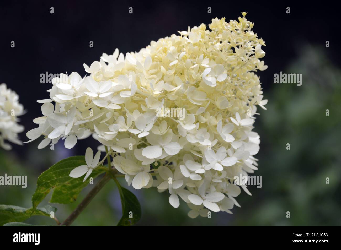 Singolo White/Cream Hydrangea Paniculata 'Limelight' Fiore cresciuto nei confini a Newby Hall & Gardens, Ripon, North Yorkshire, Inghilterra, Regno Unito. Foto Stock