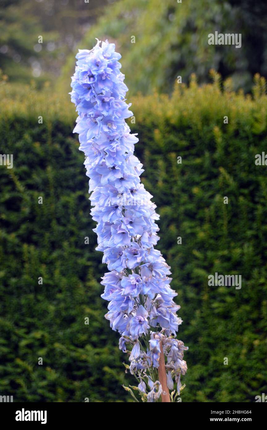 Tall pale Blue/Purple Hollyhocks (Alcea Rosea) fioritura Spike cresciuto nei confini a Newby Hall & Gardens, Ripon, North Yorkshire, Inghilterra, Regno Unito. Foto Stock