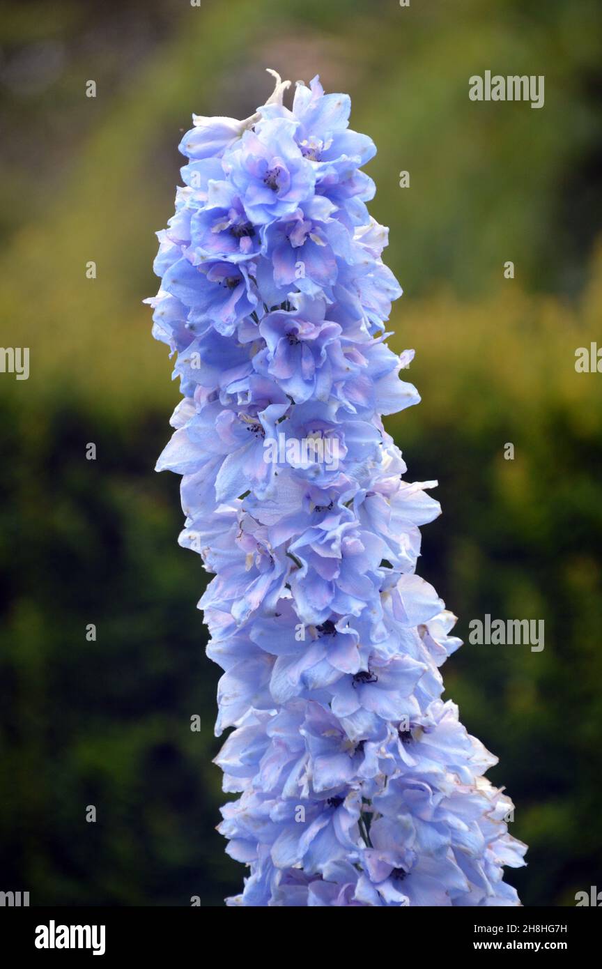 Tall pale Blue/Purple Hollyhocks (Alcea Rosea) fioritura Spike cresciuto nei confini a Newby Hall & Gardens, Ripon, North Yorkshire, Inghilterra, Regno Unito. Foto Stock