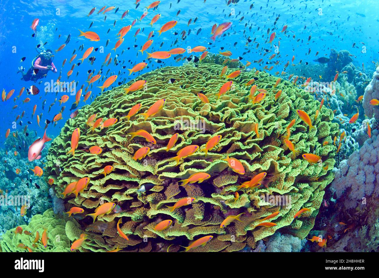Egitto, Mar Rosso, barriera corallina con insalata di corallo (Turbinaria reniformis) Foto Stock
