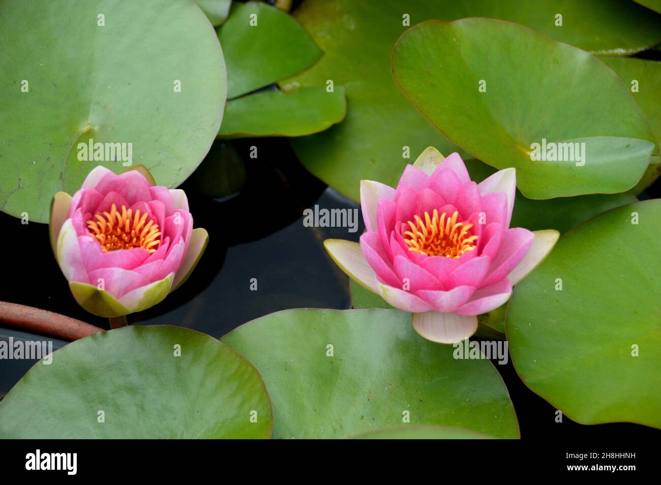 Coppia di fiori di giglio rosa/giallo 'Nymphaea alba' coltivati in stagno a Newby Hall & Gardens, Ripon, North Yorkshire, Inghilterra, Regno Unito. Foto Stock