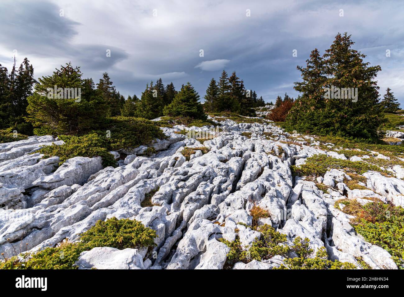 Francia, Savoia, massiccio e parco naturale regionale Bauges, Aillon-le-Jeune, Sentier des Tannes e ghiacciai, Lapiaz (formazione geologica superficiale in rocce carbonatiche, creata dallo scappamento di acqua piovana che scioglie la roccia o dalla crioclastica, Che forma una grande entablatura rocciosa con reti di diaclasi o fessure) vicino al percorso di scoperta (MR sì) Foto Stock