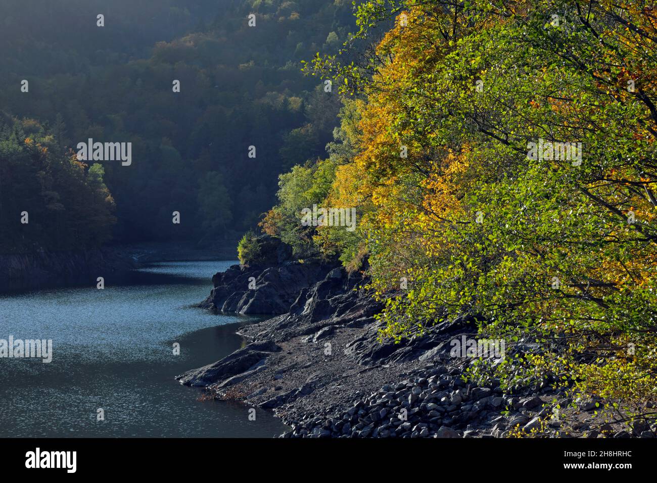 Francia, Alto Reno, Sewen, montagna Ballon d Alsace, Lago di Alfeld, foresta su scree, basso livello d'acqua dopo l'estate Foto Stock