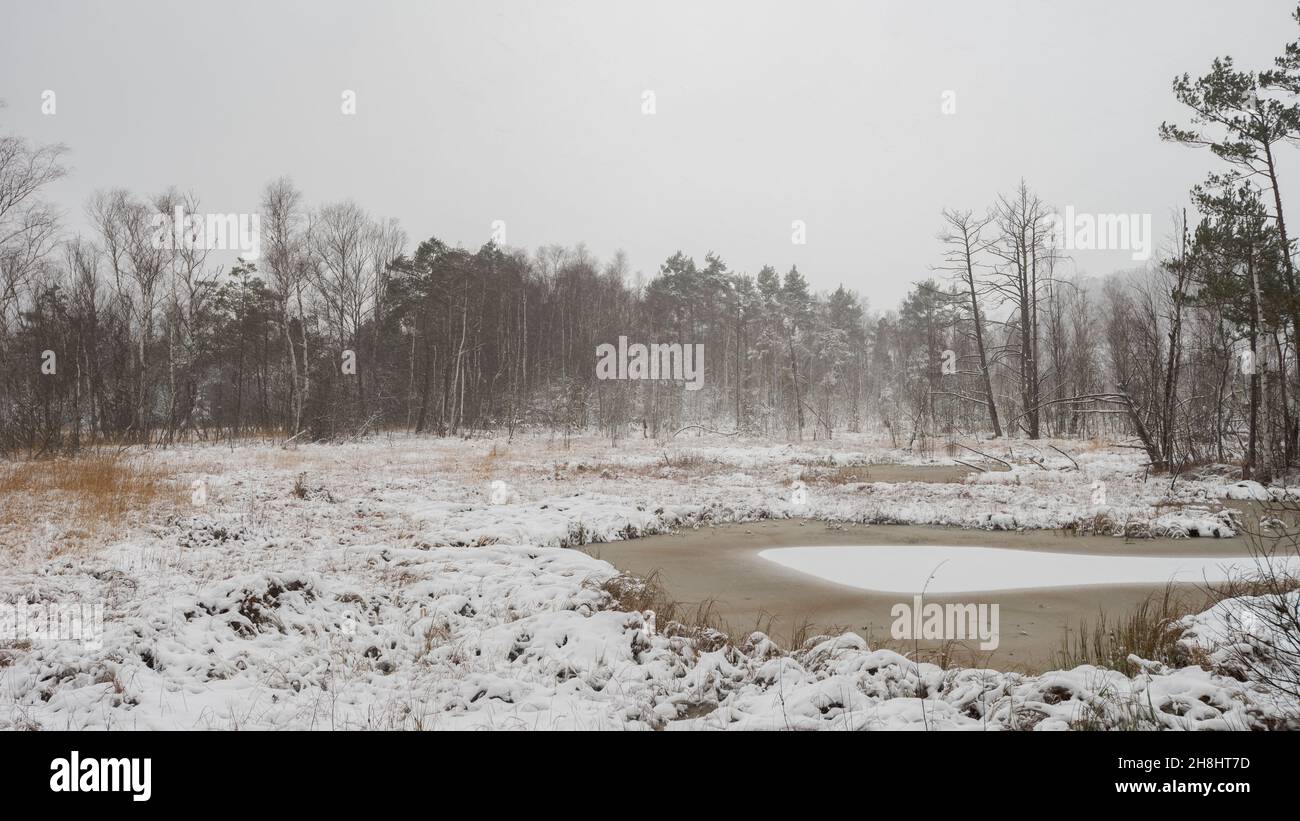 La natura studia il percorso che conduce attraverso l'anidride carbonica immagazzinando brughiera e torba in Baviera in inverno con il paesaggio innevato e gli alberi Foto Stock