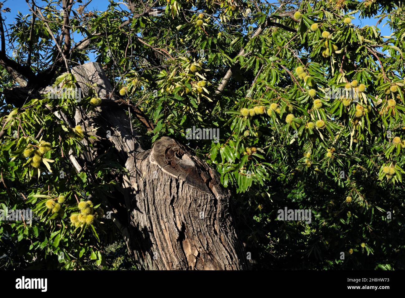 Francia, Var, Collobrieres, Chartreuse de la Verne, monastero di castagno, castagno comune (Castanea sativa) Foto Stock