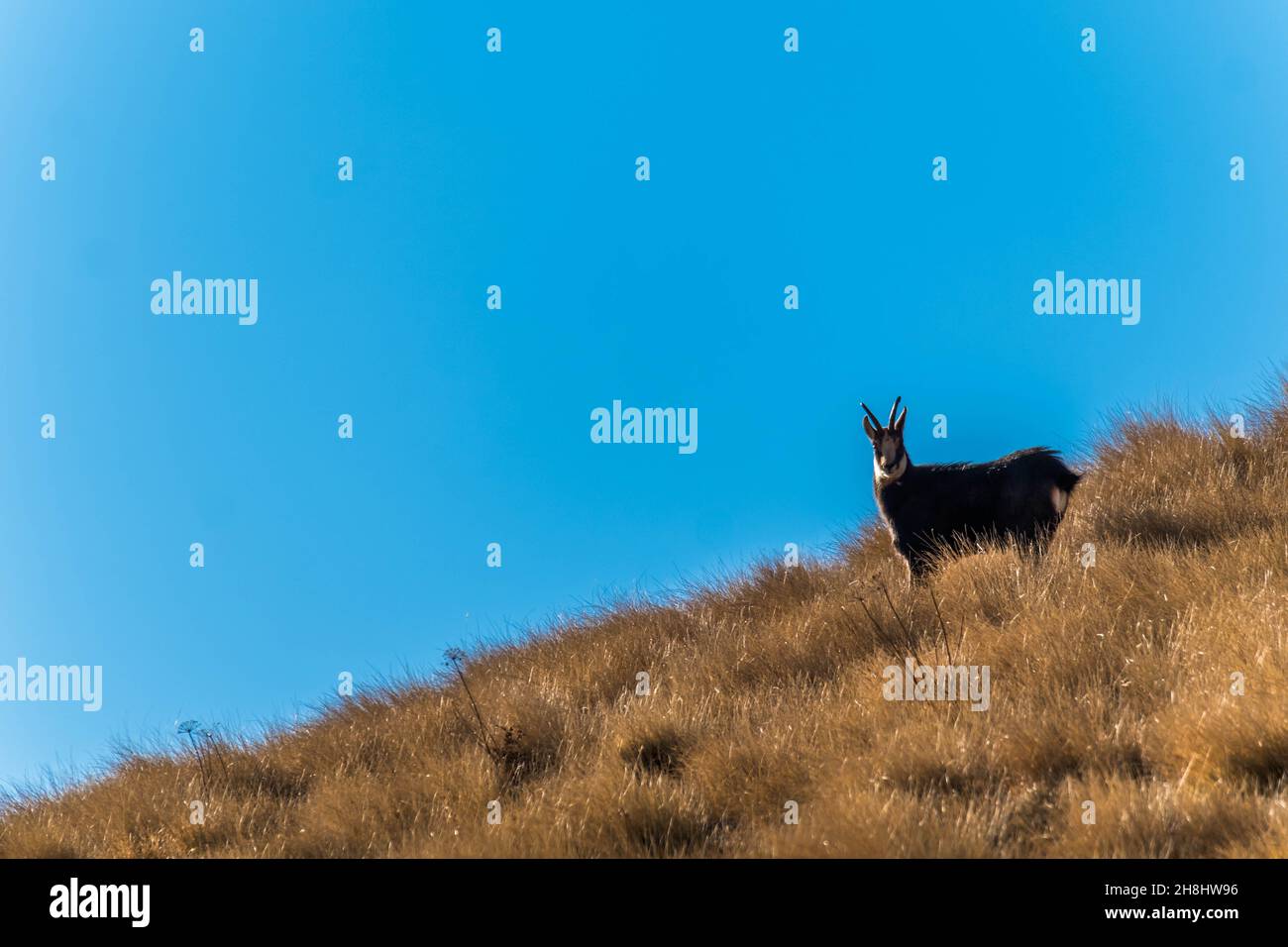 Francia, Hautes-Alpes, Gap, cresta di Gleize picco, confine tra Champsaur e Dévoluy, Chaudun montagna, camosci o capra di montagna, Rupicapra rupicapra Foto Stock