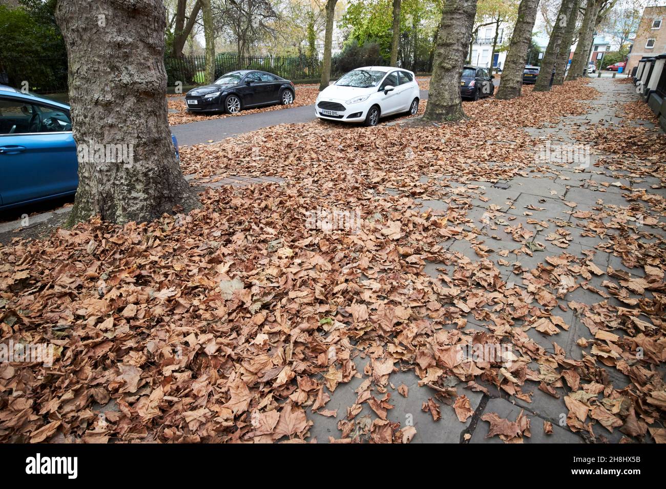 foglie autunnali marroni caduti che coprono piazza faulkner nella zona georgiana di liverpool, merseyside, regno unito Foto Stock