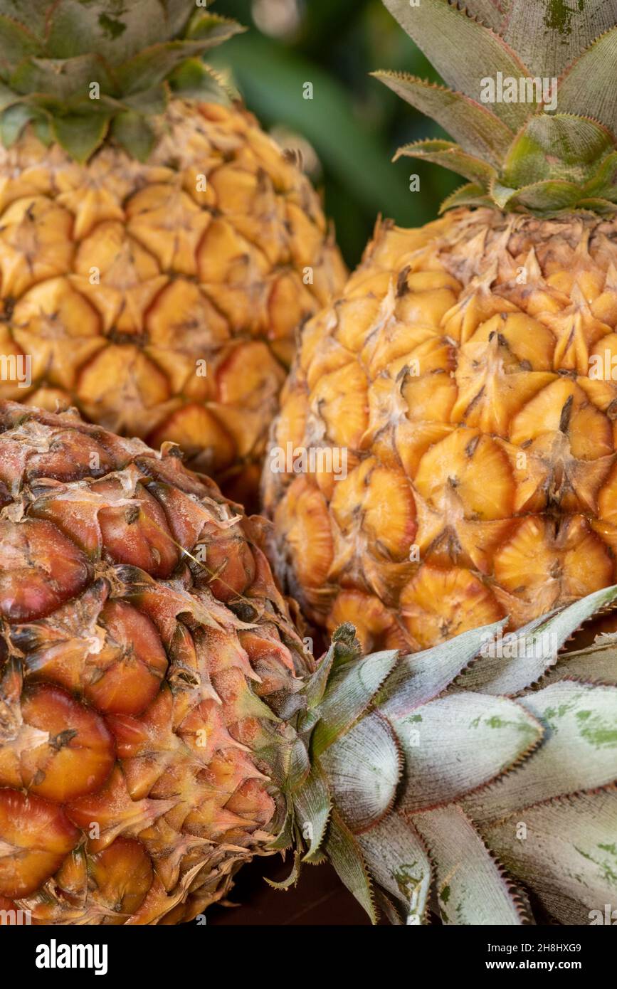 Primo piano su tre ananas che abbelliscono la buccia superficiale ruvida e i colori di questo bel concetto di frutta tropicale Foto Stock