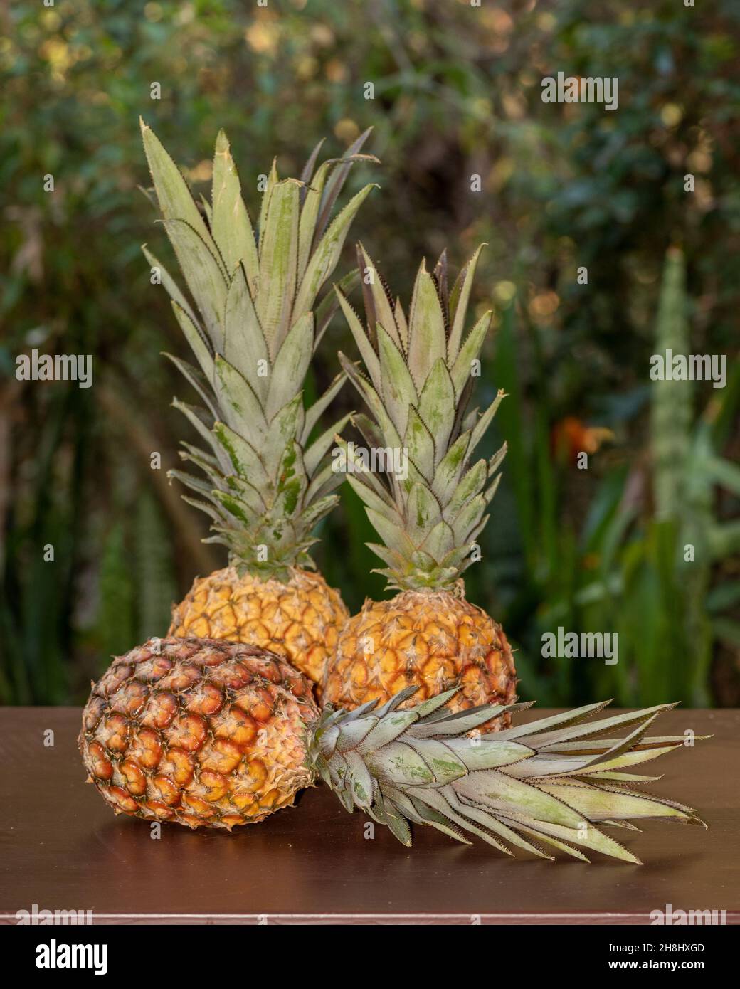 Tre anananas contro vegetazionon verde superficie di legno, due montante ed uno che depone- concetto di frutta tropicale Foto Stock
