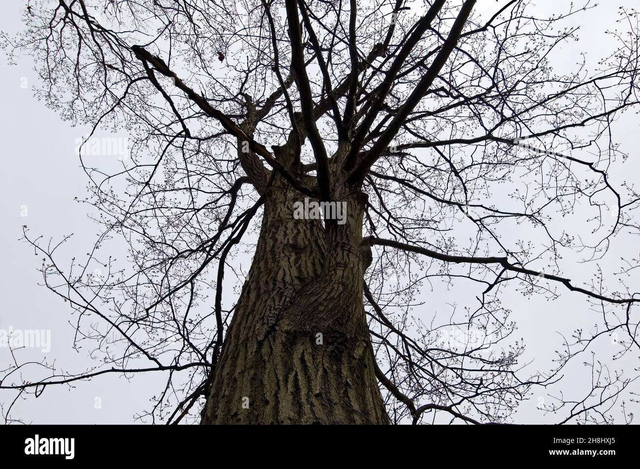 Quercia rossa gigante che frondeggia all'inizio della primavera Foto Stock