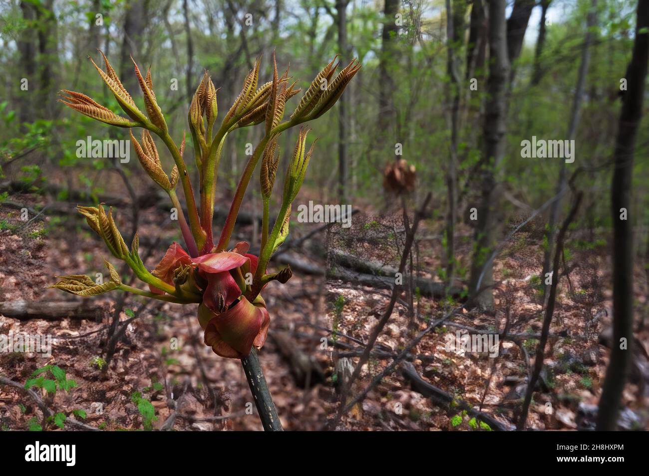 Germogli di foglie di hickory Shagbark, in foresta di primavera decidua Foto Stock