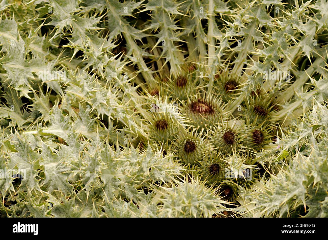 Onopordum acaulon, comunemente chiamato cardo bianco seduta. Foto Stock