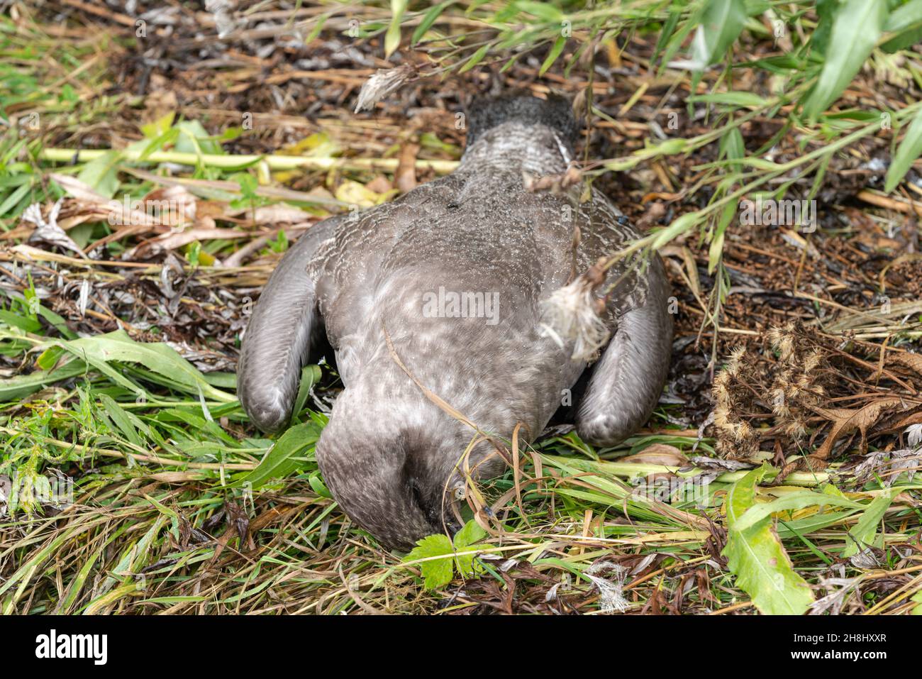 Giovane uccellino morto adagiato su erba annegata. Concetto di protezione degli animali selvatici, conservazione dell'ambiente. Foto Stock