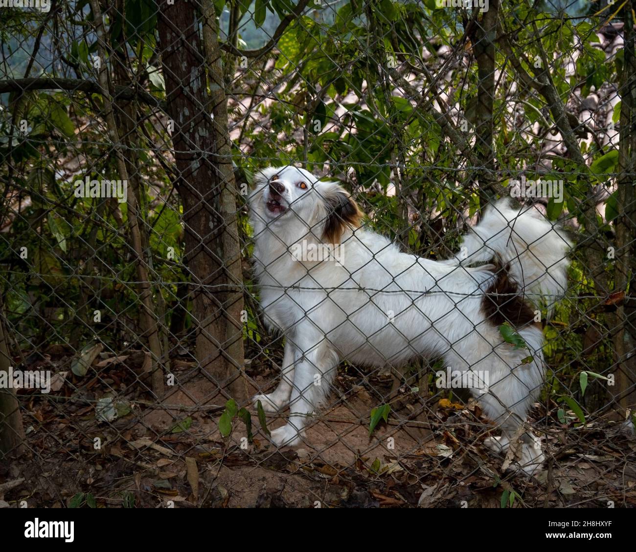 Cane che abbaia attraverso una recinzione a persone che passano vicino Foto Stock