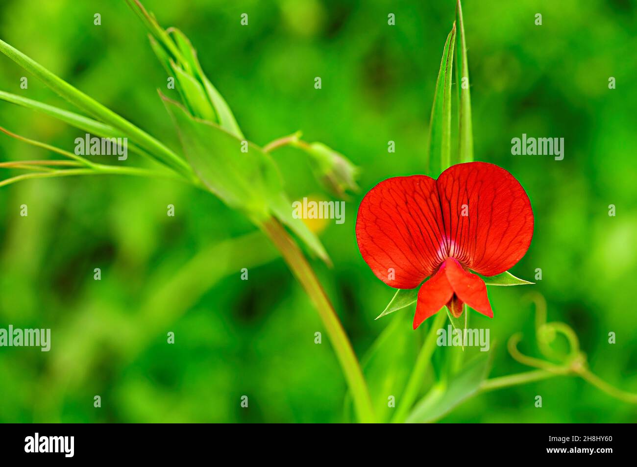 Lathyrus cicera - il pisello di montagna è una pianta della famiglia delle Fabaceae. Fiore rosso. Foto Stock
