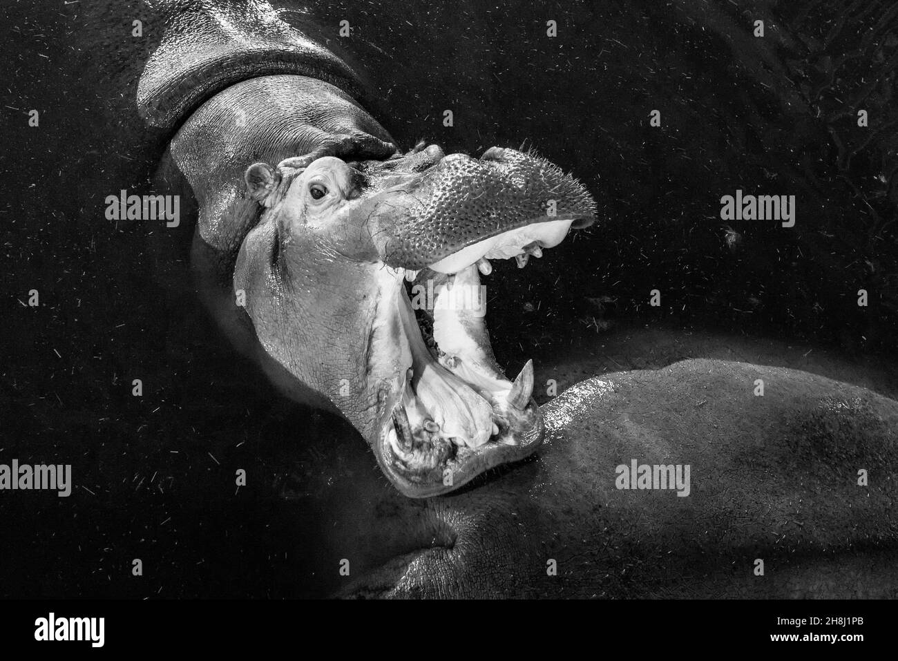 Grande arrabbiato feroce ippopotamo ruggente a bocca aperta, foto in bianco e nero Foto Stock