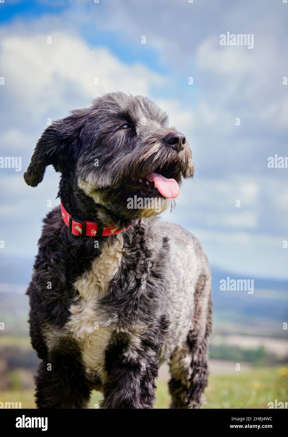 Attore Hugh Bonneville a piedi i suoi cani su South Downs vicino Chichester, West Sussex, Regno Unito. Solo per uso Editioral. Foto Stock