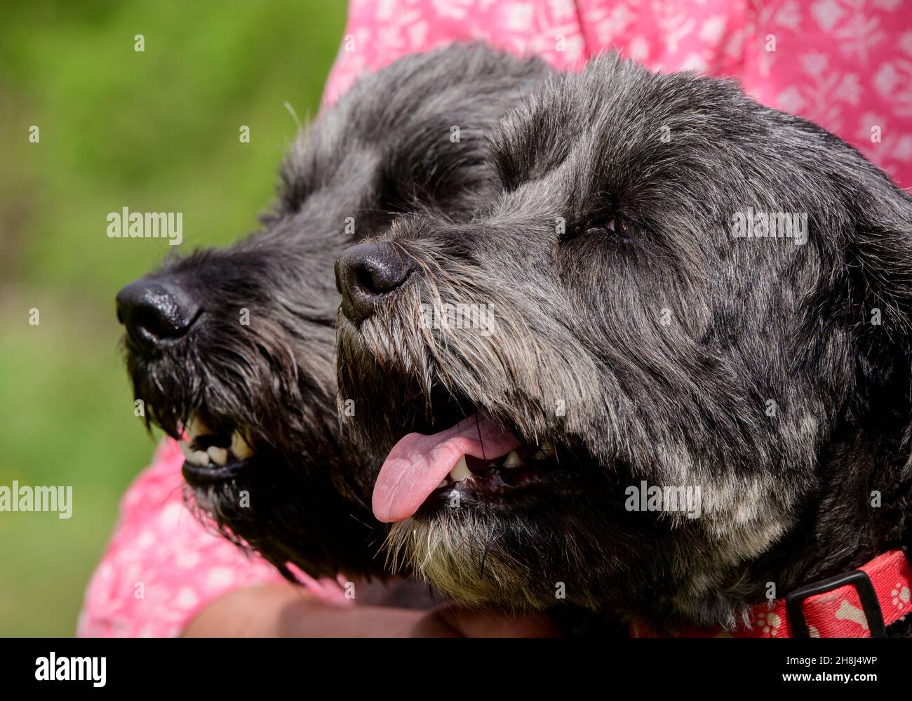 Attore Hugh Bonneville a piedi i suoi cani su South Downs vicino Chichester, West Sussex, Regno Unito. Solo per uso Editioral. Foto Stock