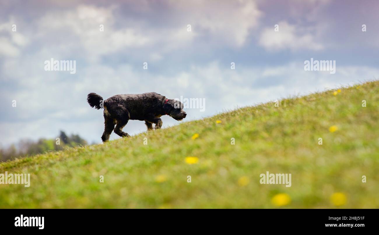 Attore Hugh Bonneville a piedi i suoi cani su South Downs vicino Chichester, West Sussex, Regno Unito. Solo per uso Editioral. Foto Stock