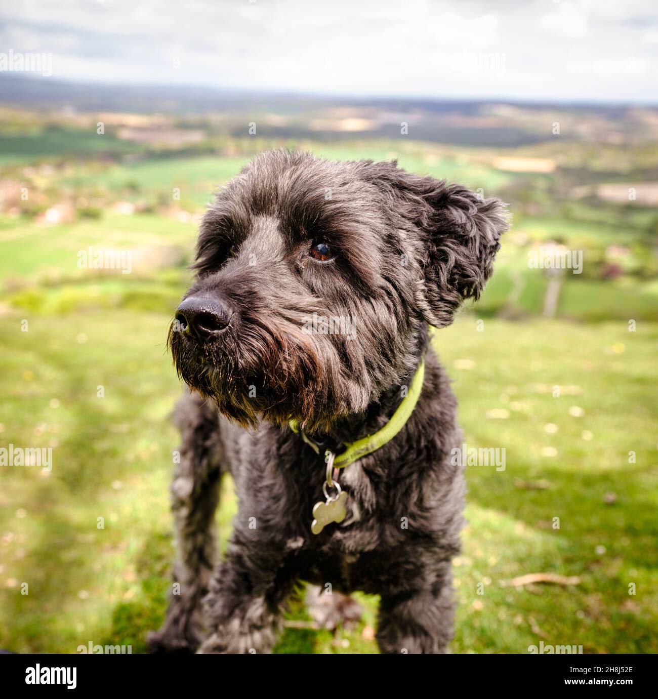 Attore Hugh Bonneville a piedi i suoi cani su South Downs vicino Chichester, West Sussex, Regno Unito. Solo per uso Editioral. Foto Stock