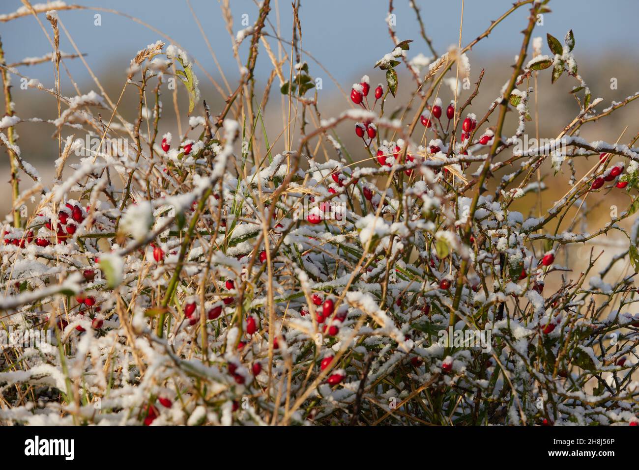 Primo piano di rose rosse selvatiche attaccate ai gambi di pianta visto in una spolverata di neve. Foto Stock