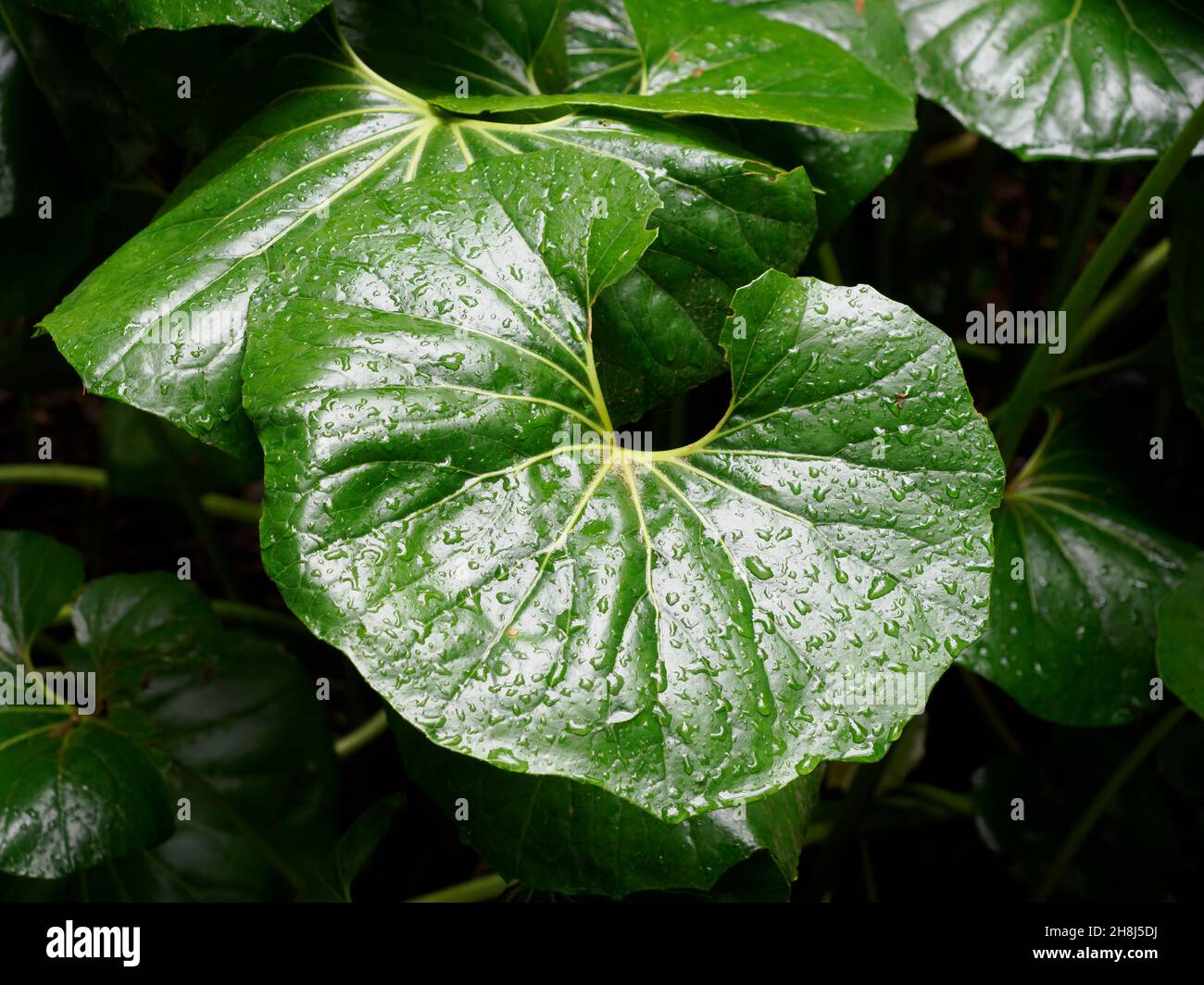 Foglie di Farfugium japonicum verde leopardo-pianta Foto Stock