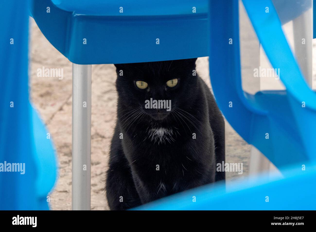 Gatto nero (felix catus) sotto una sedia di plastica Foto Stock