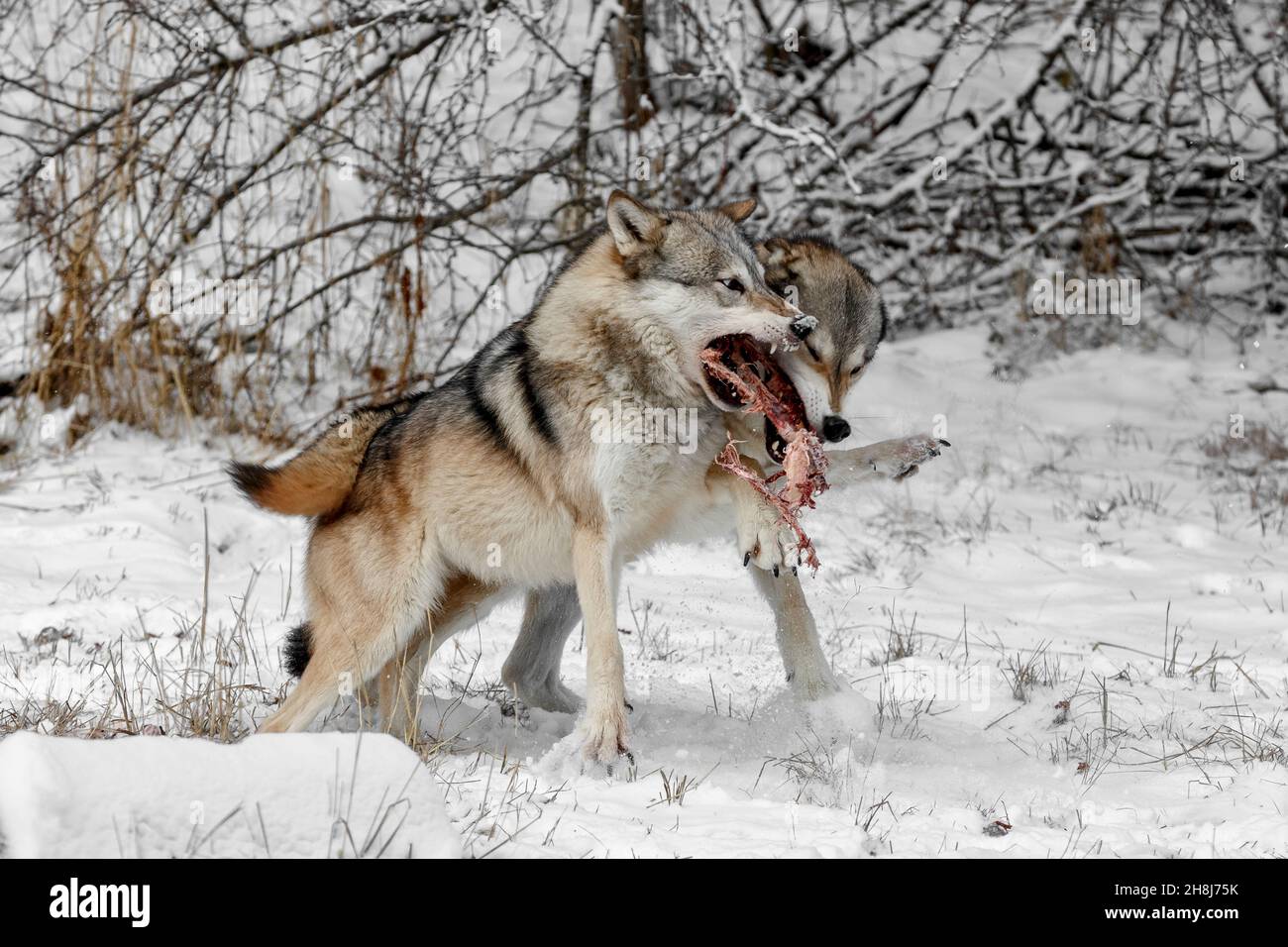 Wolf Food Fight Foto Stock