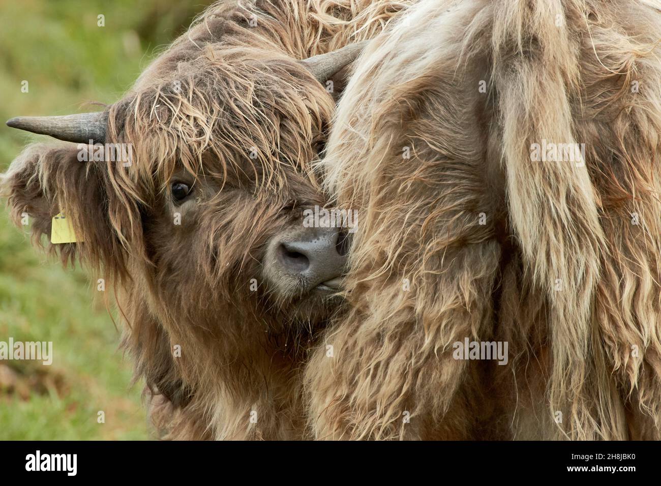 Primo piano di vitello scozzese che lecca i suoi lunghi capelli bagnati Foto Stock