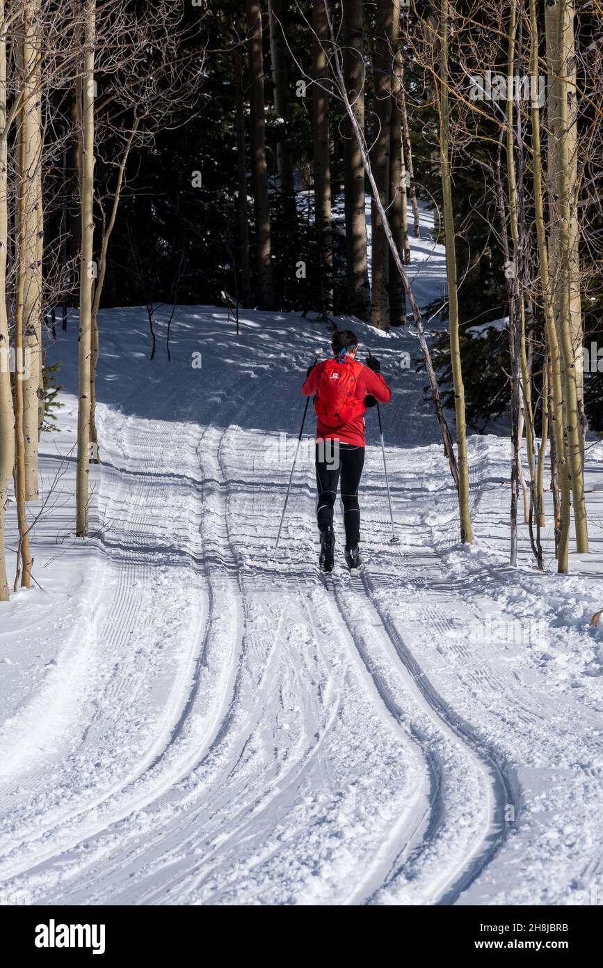 Uno sciatore solista di fondo scivola su un sentiero ben curato sciando in un boschetto di Aspen nel Chama Chile Ski Classic nelle montagne di San Juan. Foto Stock