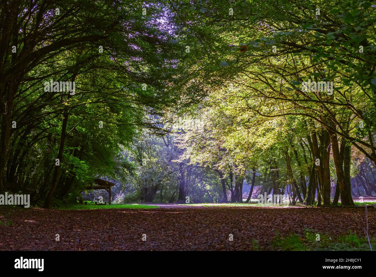 Foresta nella Dordogna in autunno. Francia Foto Stock