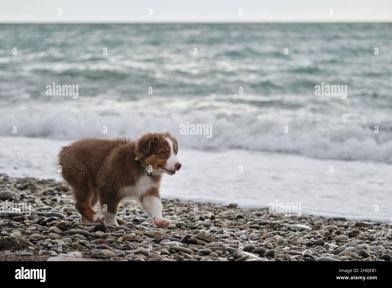Piccolo cucciolo marrone Aussie cammina lungo la riva del mare e studia la natura e il mondo intorno a lui. Socializzazione del cucciolo fuori. Il pastore australiano è rosso tri Foto Stock