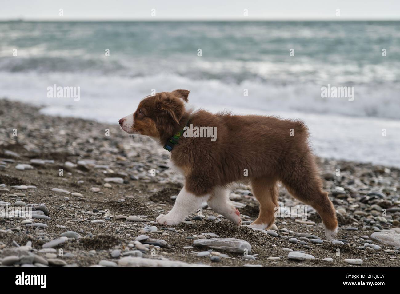Piccolo cucciolo marrone Aussie cammina lungo la riva del mare e studia la natura e il mondo intorno a lui. Socializzazione del cucciolo fuori. Il pastore australiano è rosso tri Foto Stock