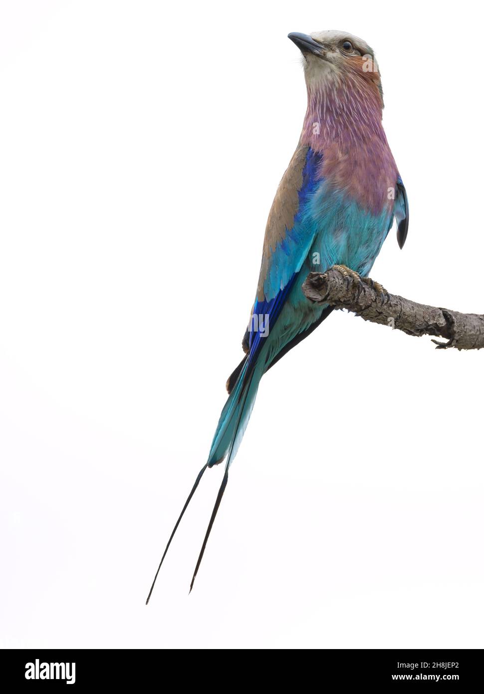 Lillac Breasted Roller poggiato sul suo persico nel caldo della giornata nel Parco Nazionale Kruger. Foto Stock