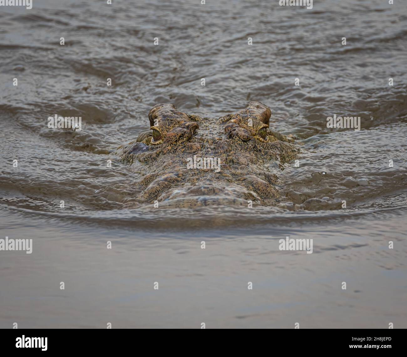 Un coccodrillo attende pazientemente nelle acque turbolente intorno a Skukuza nel Parco Nazionale di Kruger. Foto Stock