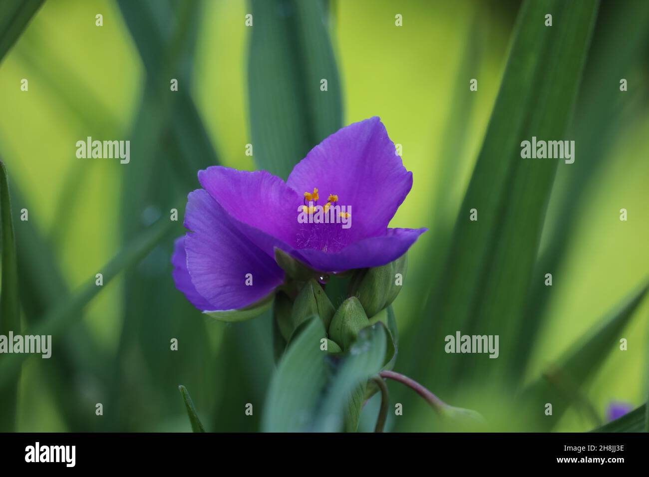 Bella tradescantia fiori blu su uno sfondo sfocato.. Foto Stock