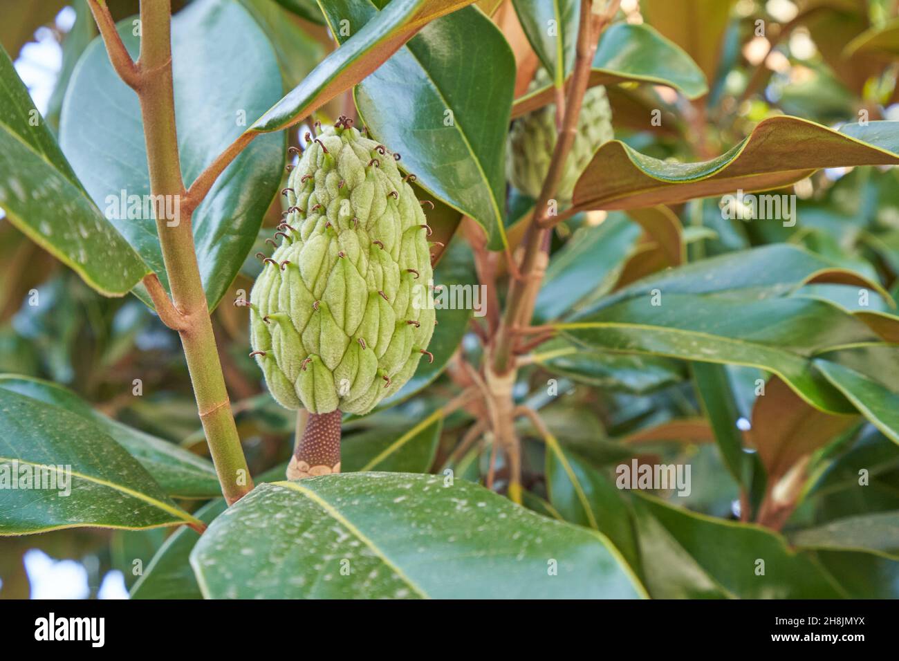 Magnolia frutta su un albero in primo piano. Foto Stock