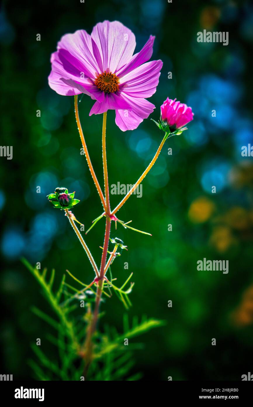 FLORA: Cosmo fiorente (HDR-Fotografia) Foto Stock