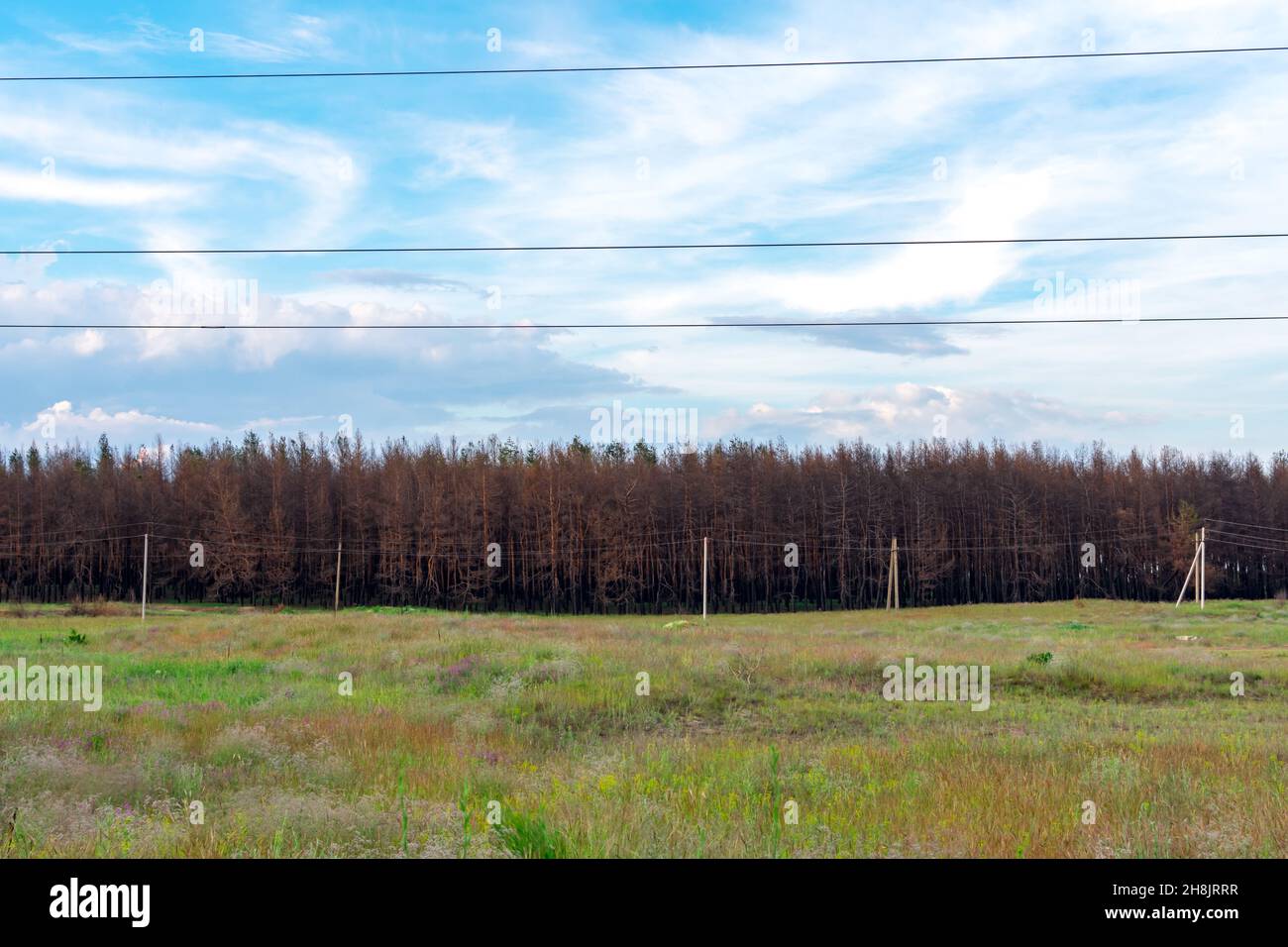 Prato verde sullo sfondo di una foresta di conifere un anno dopo l'incendio. Alberi di conifere bruciati durante un fuoco su uno sfondo di Foto Stock