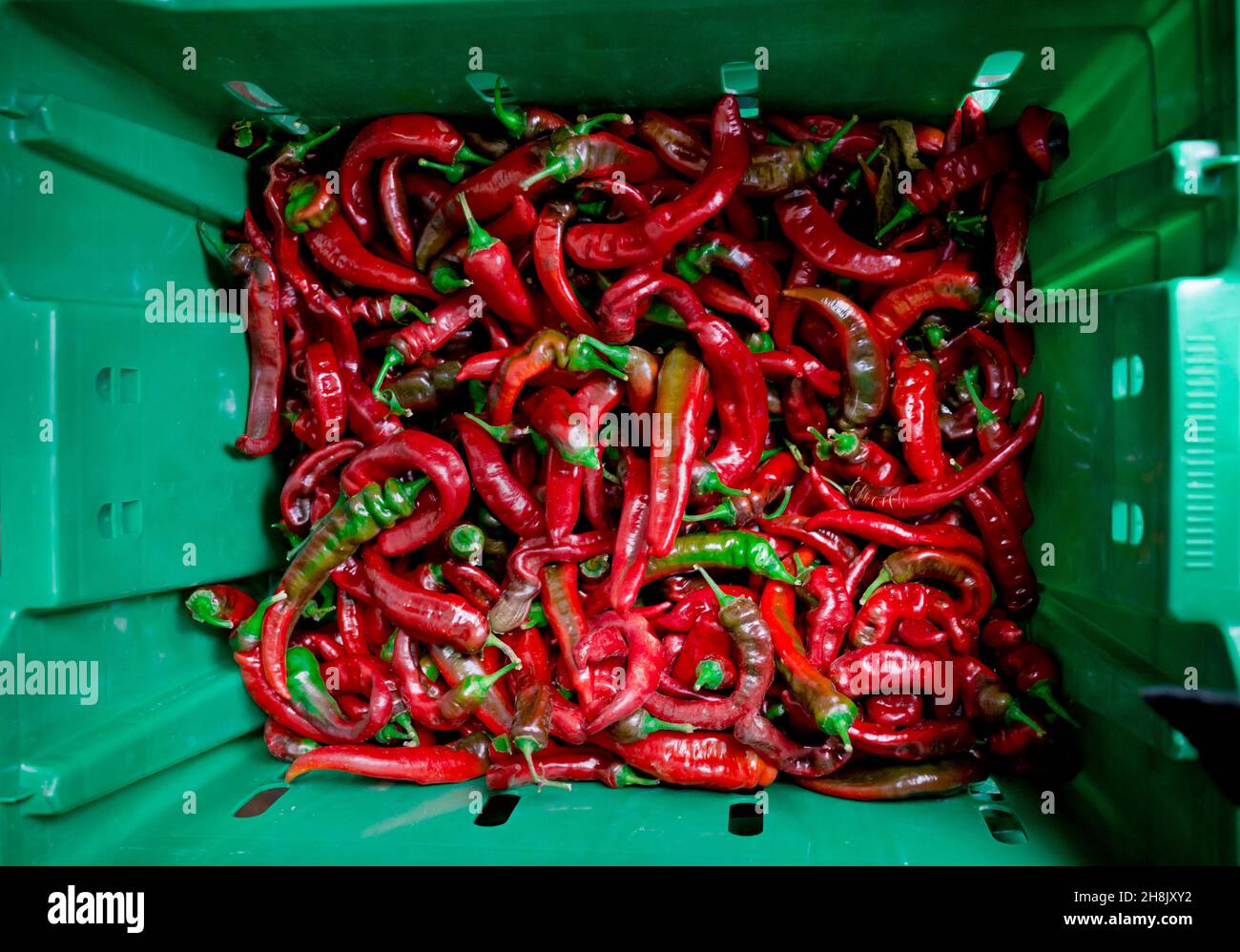Foto in alto di peperoncini caldi / peperoncini in gabbia, molto colorato e grafico Foto Stock