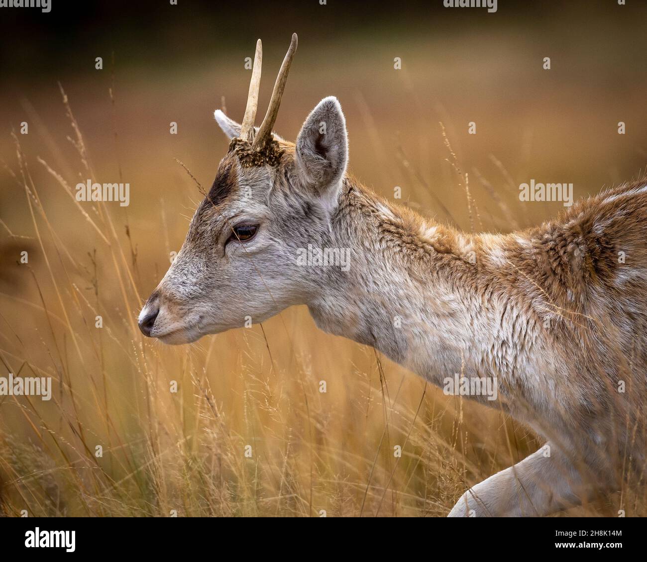 Daino Foto Stock