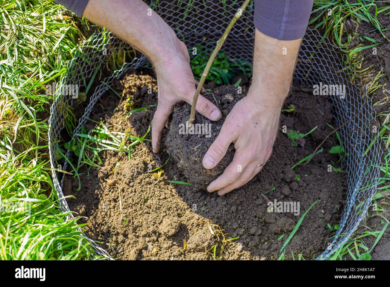 Il giardiniere tiene nelle sue mani un grembo di terra con un cagliamento di un albero giovane. Piantando e coltivando piante che voglio. Foto Stock
